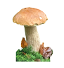 bateau radio_coin_des_champignons