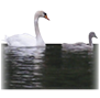 bateau radio jamais_seule_pour_naviguer icone